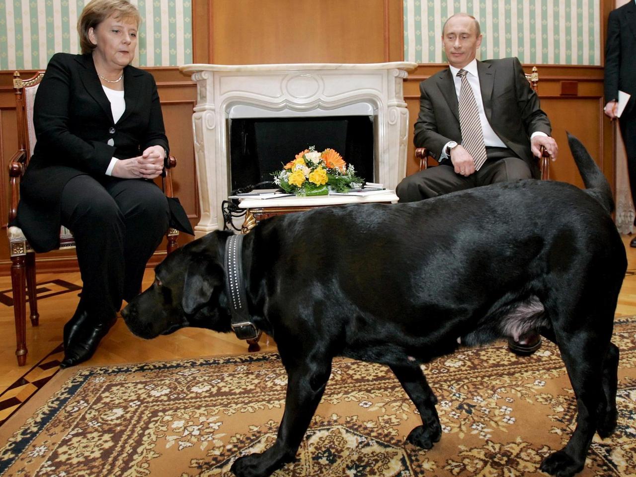 Putins Haushund Koni läuft in den Raum, in dem der russische Präsident Wladimir Putin mit der deutschen Bundeskanzlerin Angela Merkel während ihres Treffens in seiner Residenz in Sotschi spricht, 21. Januar 2007.