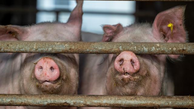 Mastschweine schnuppern zwischen Eisenstangen auf dem Dennerhof in der Vulkaneifel hindurch. Mastschweine schnuppern zwischen Eisenstangen auf dem Dennerhof in der Vulkaneifel hindurch.