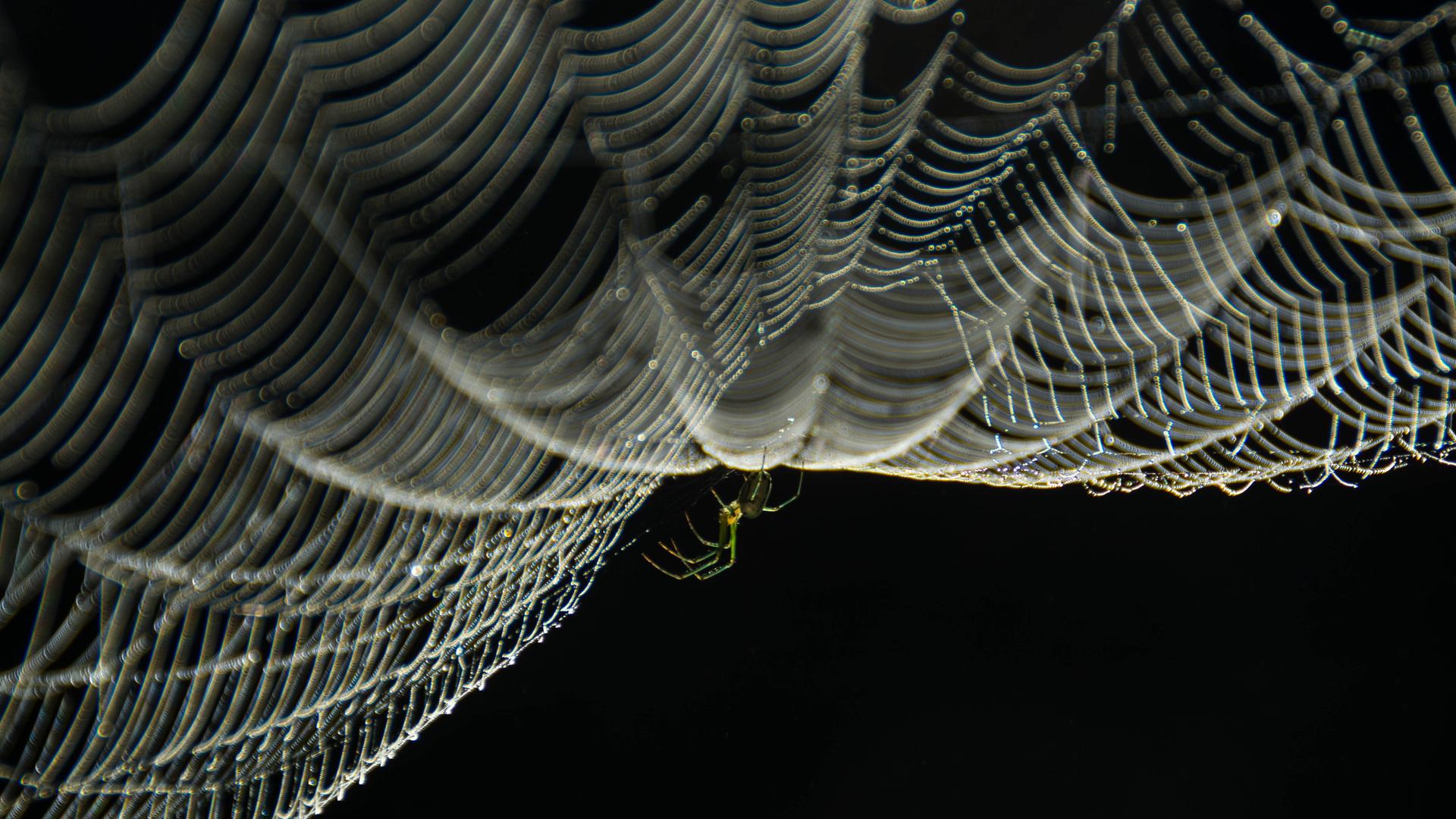 Eine Spinne hängt kopfüber in ihrem Netz Eine Spinne hängt kopfüber in ihrem Netz