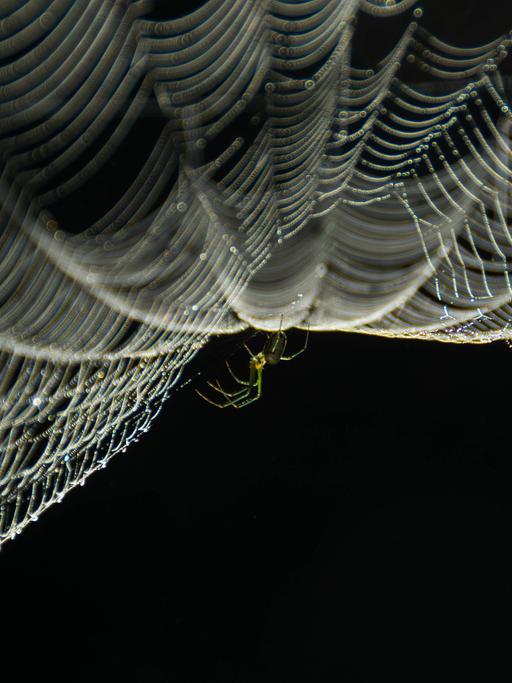 Eine Spinne hängt kopfüber in ihrem Netz