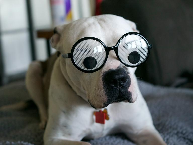Ein großer heller Hund mit einer Glubschaugenbrille auf der Schnauze
