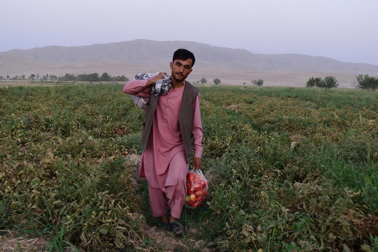 Bauer auf Tomatenplantage in der afghanischen Provinz Baghlan