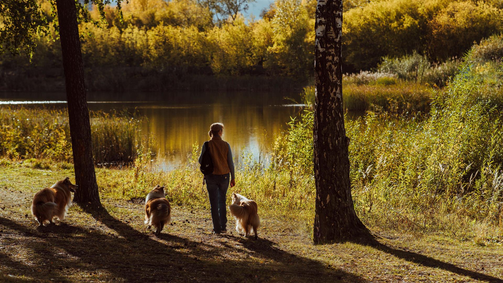 Eine Frau geht mit drei Collies am Seeufer in Nowosibirsk entlang. Eine Frau geht mit drei Collies am Seeufer in Nowosibirsk entlang.