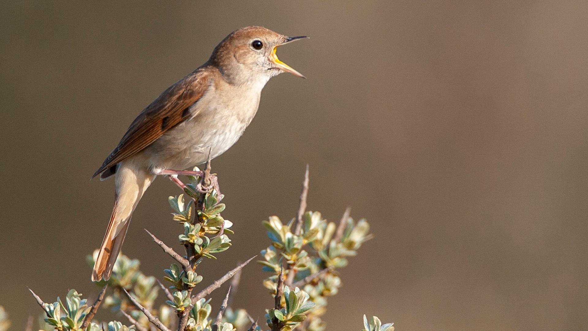 Ein singendes Nachtigall-Männchen auf einem Busch Ein singendes Nachtigall-Männchen auf einem Busch