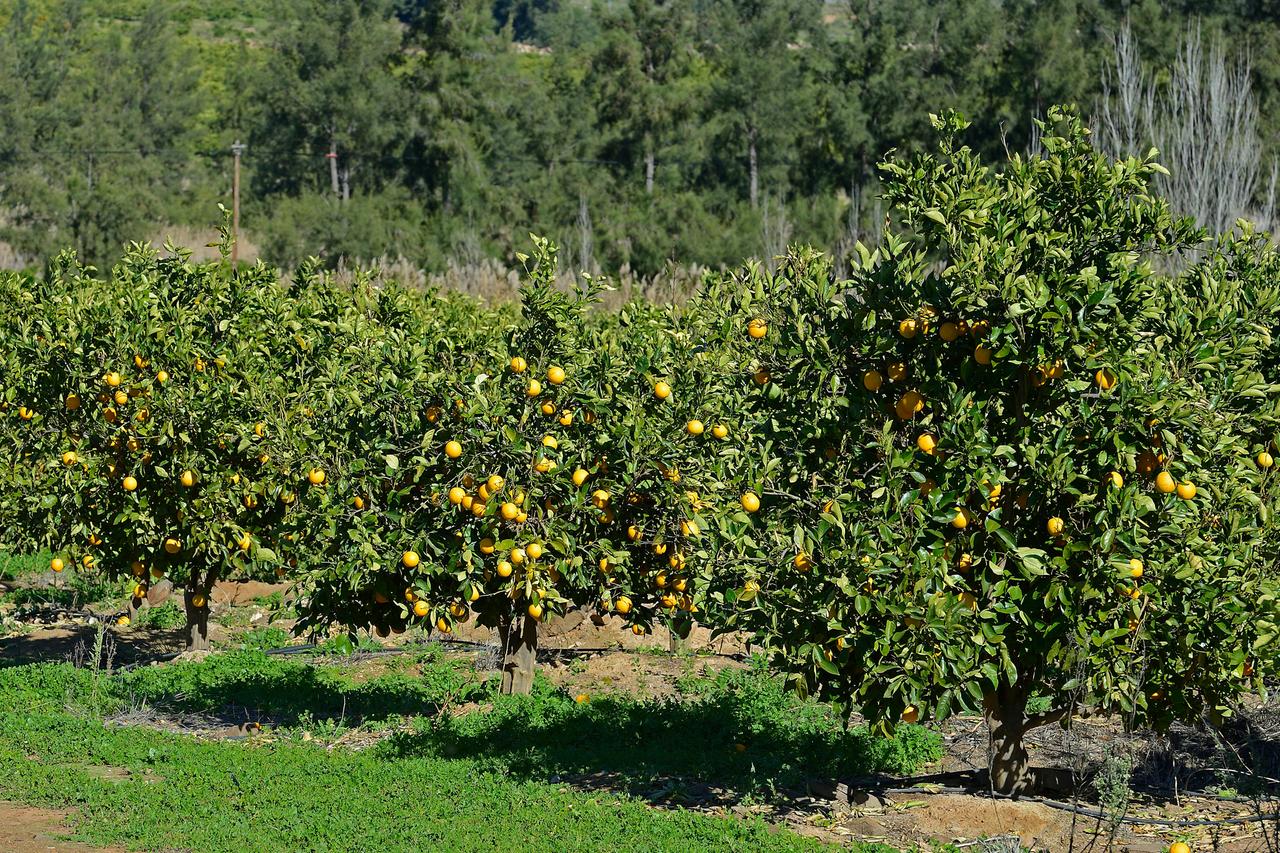 Orangenbäume auf einer Plantage in Südafrika Orangenbäume auf einer Plantage in Südafrika