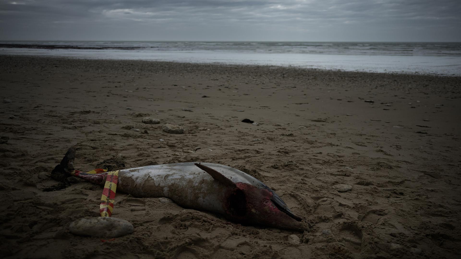 Ein toter Delfin liegt am Strand.