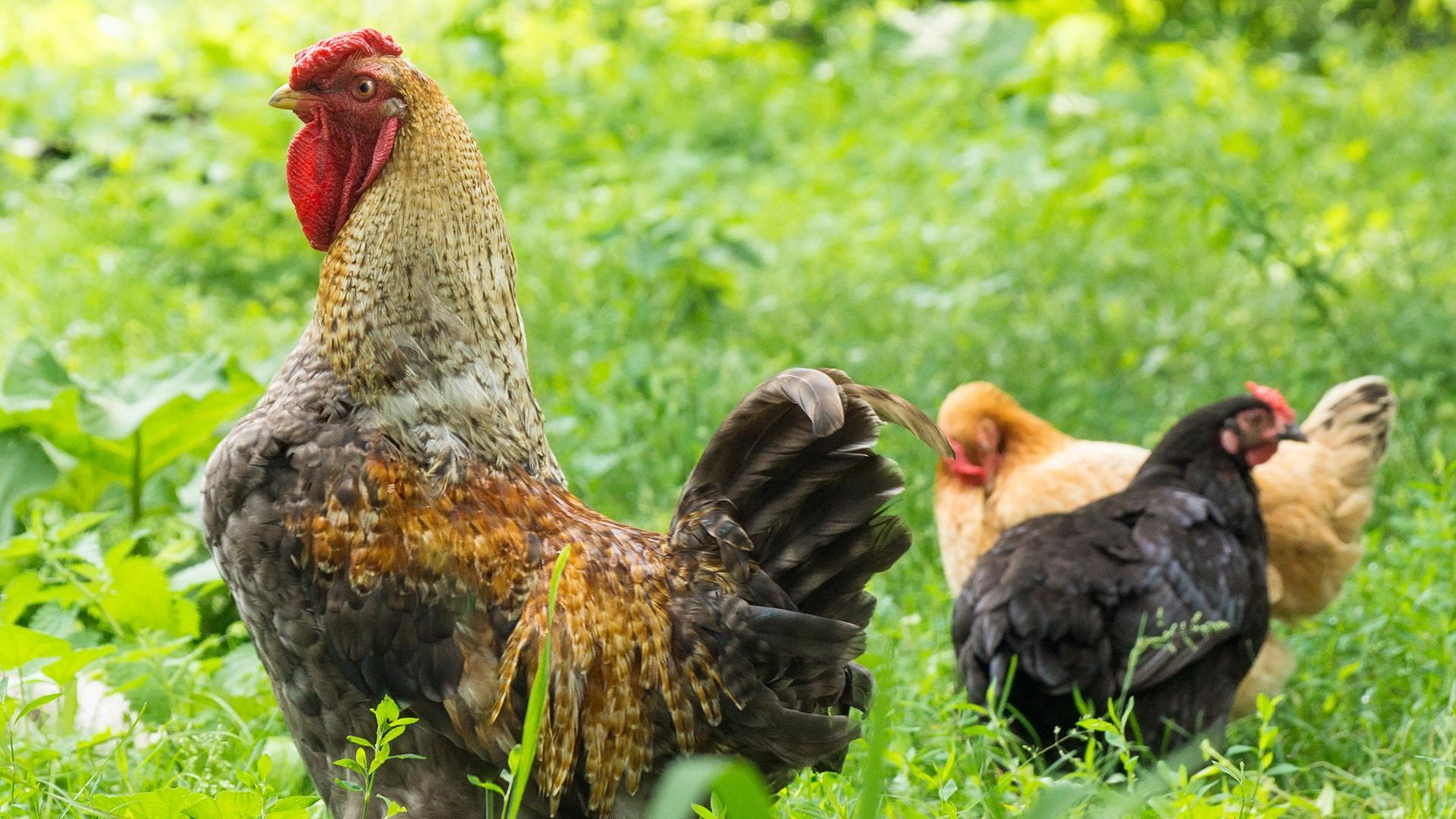 Mike und Raik aus Quitzow planen einen Hahnenkampf, der keine Geschlechtergrenzen kennt. Zu sehen: Ein Hahn und zwei Hühner im Gras. 