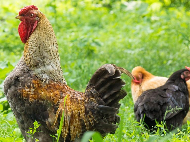 Mike und Raik aus Quitzow planen einen Hahnenkampf, der keine Geschlechtergrenzen kennt. Zu sehen: Ein Hahn und zwei Hühner im Gras. 