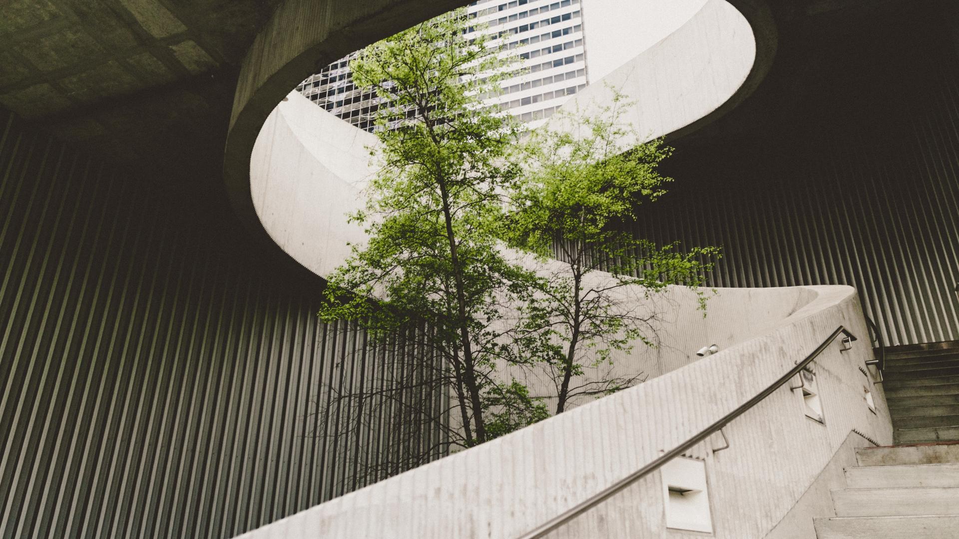Ein grüner Baum steht im Zentrum einer Wendeltreppe aus grauem Beton. Ein grüner Baum steht im Zentrum einer Wendeltreppe aus grauem Beton.