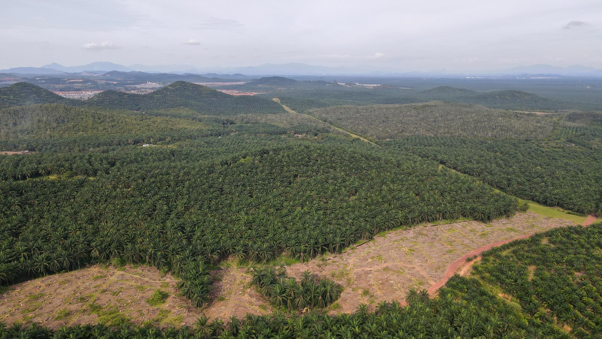 In Malaysia sollen Palmölplantagen zurück in Regenwald verwandelt werden. In Malaysia sollen Palmölplantagen zurück in Regenwald verwandelt werden.