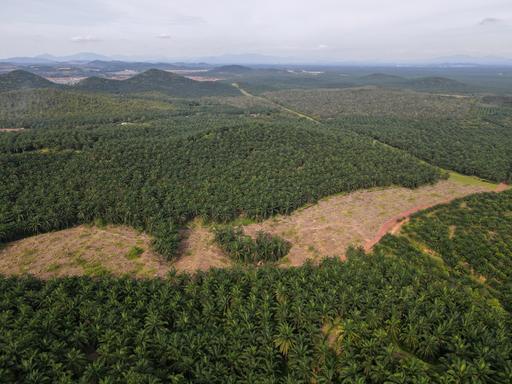 In Malaysia sollen Palmölplantagen zurück in Regenwald verwandelt werden.