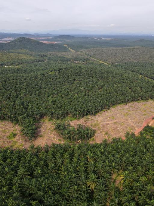 In Malaysia sollen Palmölplantagen zurück in Regenwald verwandelt werden.
