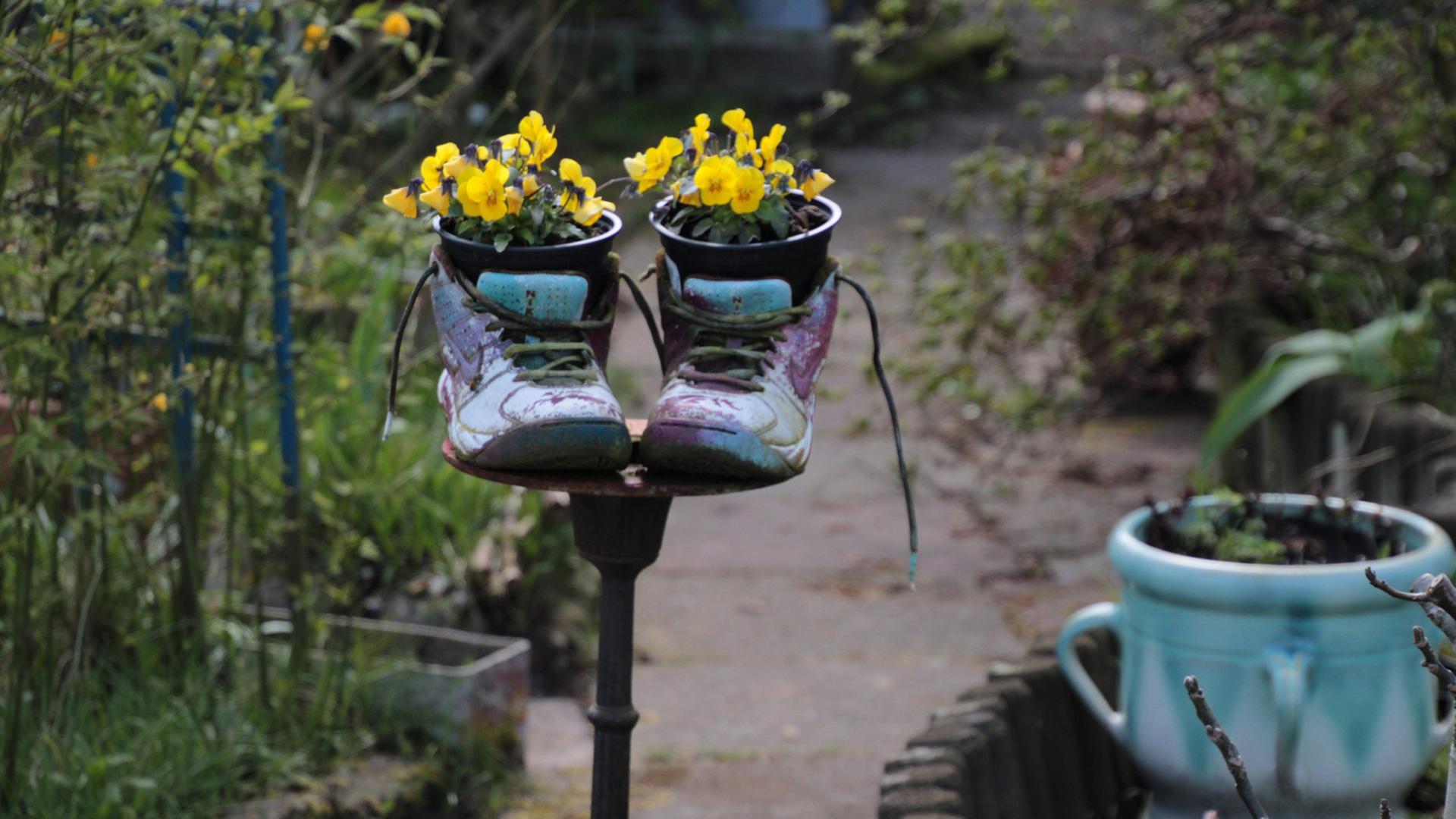 Kleingärten - die Suche nach Kontakt mit der Natur. Zu sehen: In einer Kleingartenanlage sind zwei Schuhe mit Töpfen, in denen Blumen blühen, aufgestellt. Kleingärten - die Suche nach Kontakt mit der Natur. Zu sehen: In einer Kleingartenanlage sind zwei Schuhe mit Töpfen, in denen Blumen blühen, aufgestellt.