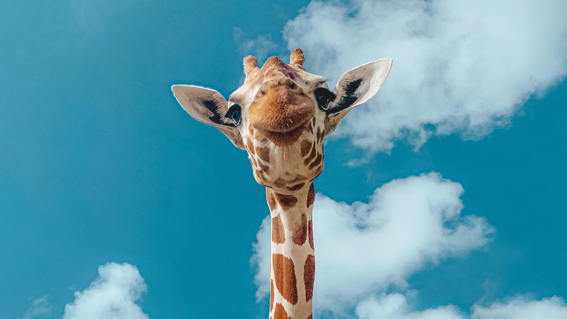 Frontale Aufnahme einer Giraffe mit blauem Himmel im Hintergrund. Frontale Aufnahme einer Giraffe mit blauem Himmel im Hintergrund.