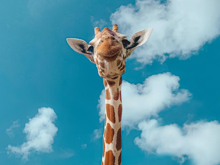 Frontale Aufnahme einer Giraffe mit blauem Himmel im Hintergrund.
