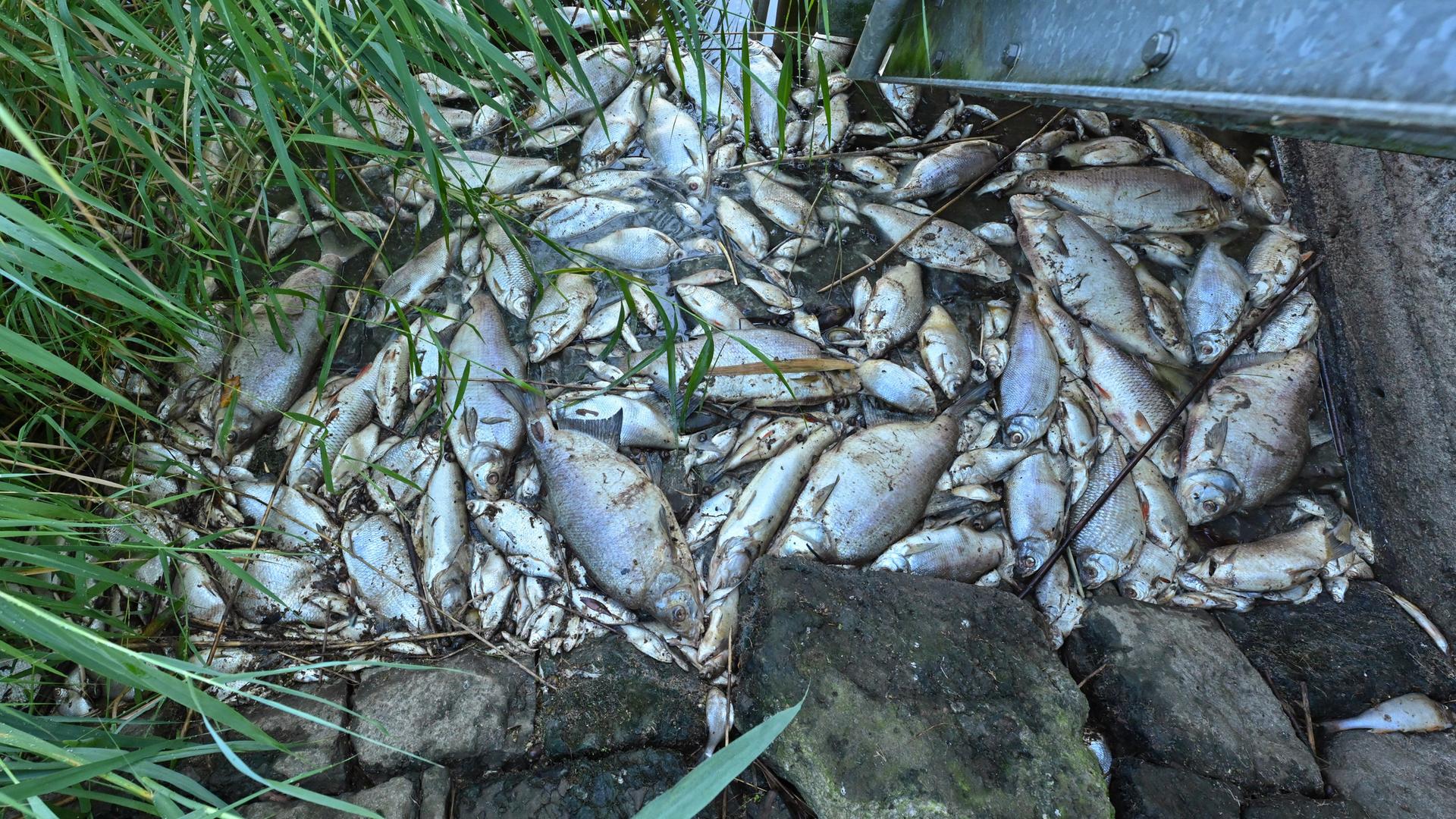 Umweltkatastrophe am Fluss Oder Umweltkatastrophe am Fluss Oder