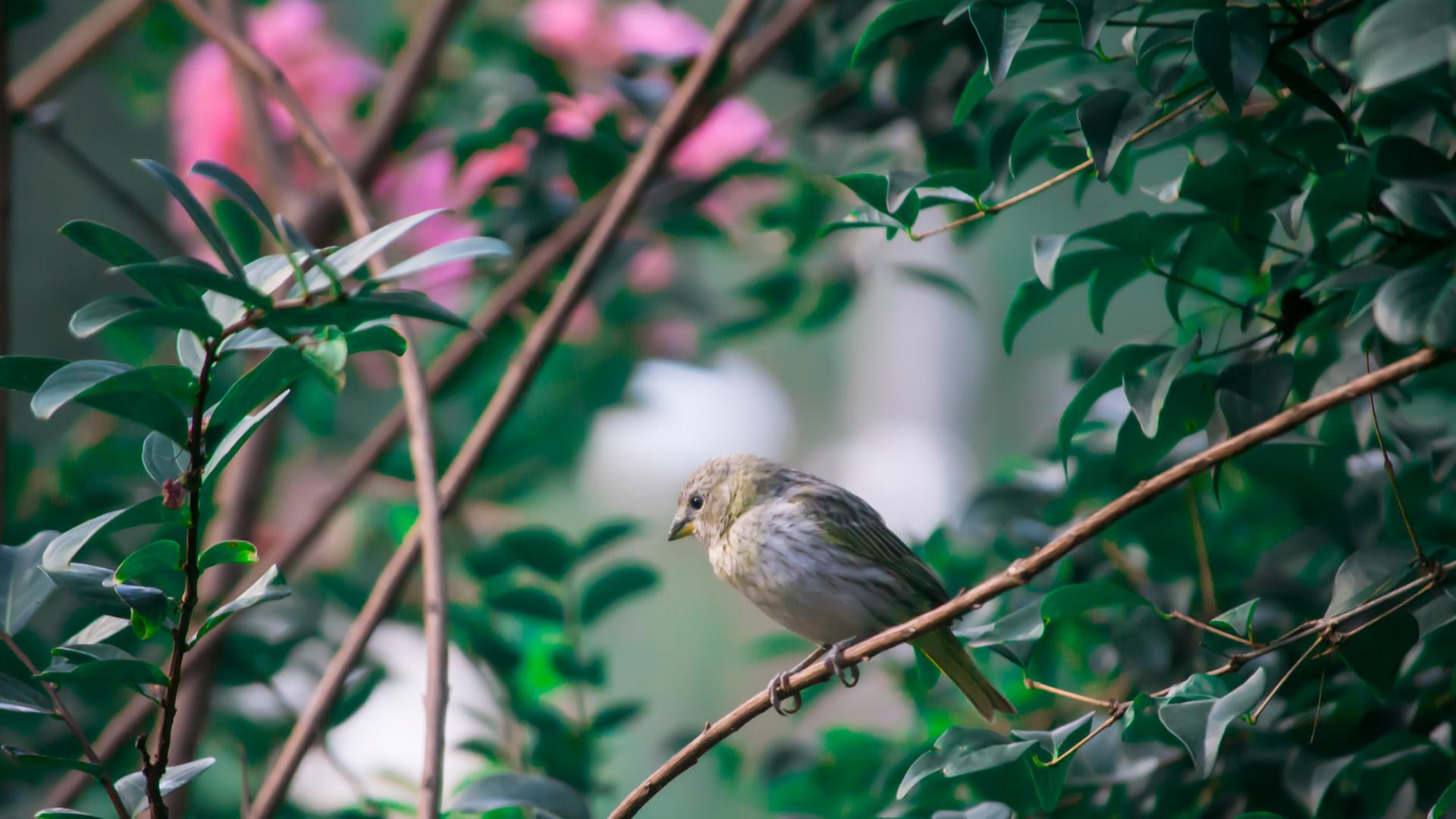Ein kleiner Vogel sitzt auf einem Ast mit Blumen.