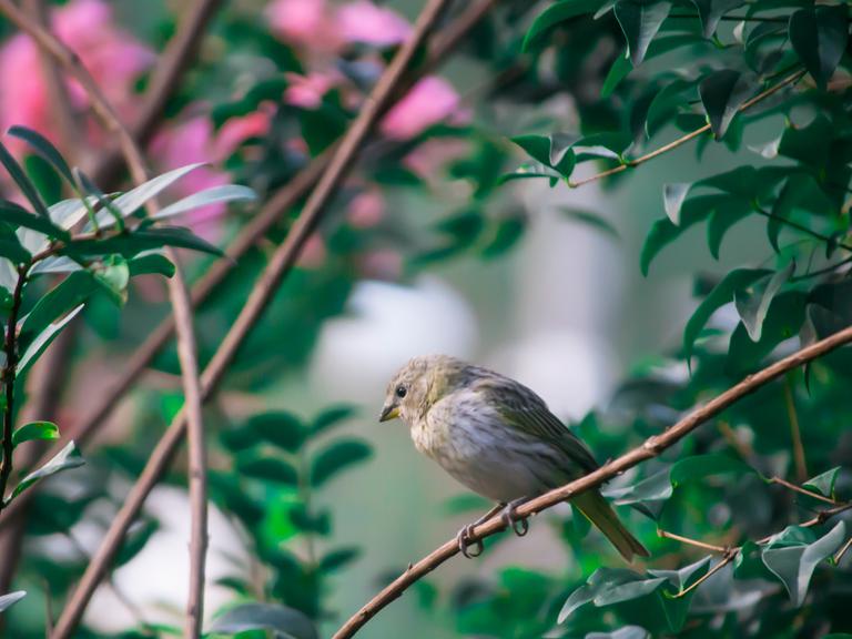 Ein kleiner Vogel sitzt auf einem Ast mit Blumen.