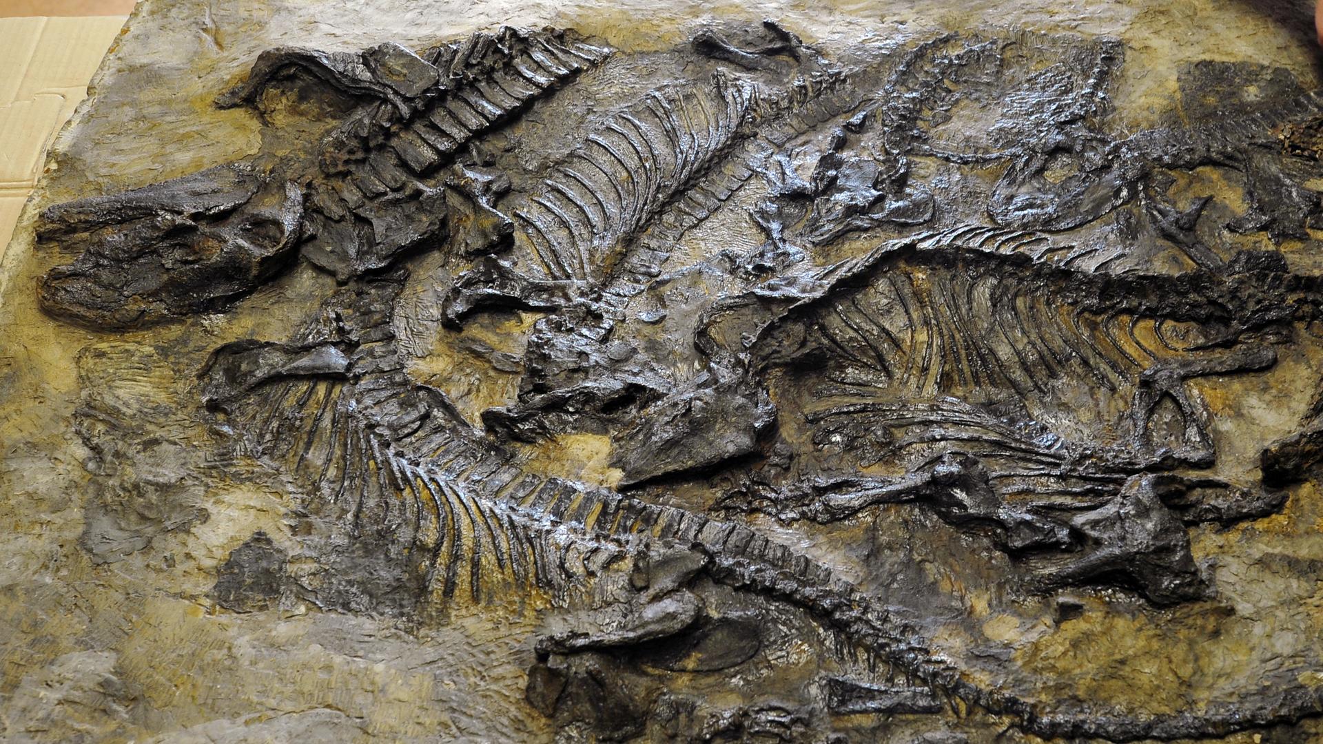 Paläontologen entnehmen am 06.05.2014 in Freiberg (Sachsen) Knochenproben aus der weltweit einzigartigen Fossilplatte des Pantelosaurus, einem sächsischen Pelycosaurier der Perm-Zeit