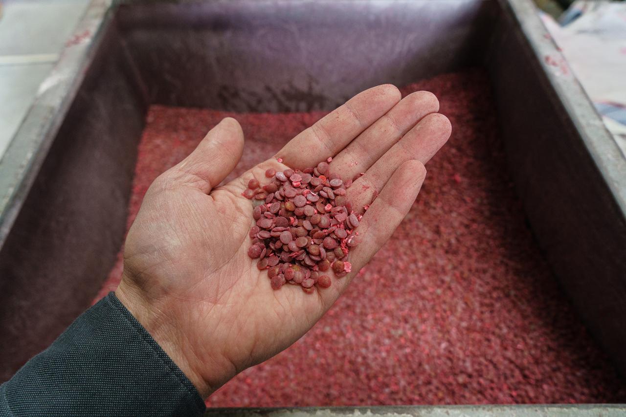 In einer Hand liegen über einem großen Behälter kleine rote Kunstoffteilchen, die aussehen wie Linsen. In einer Hand liegen über einem großen Behälter kleine rote Kunstoffteilchen, die aussehen wie Linsen.