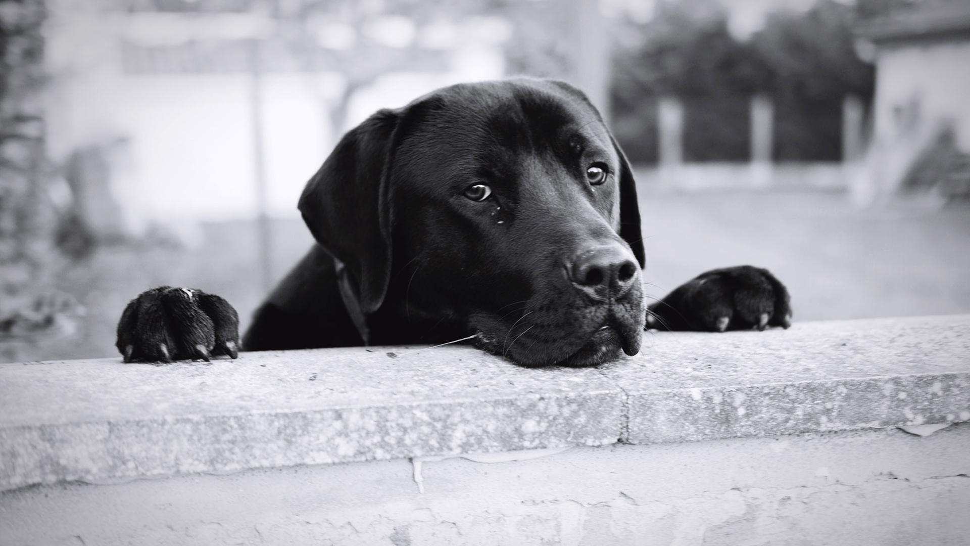 Ein junger Hund schaut über eine Mauer (schwarz-weiß-Foto). Ein junger Hund schaut über eine Mauer (schwarz-weiß-Foto).