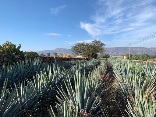 Agavenfeld bei Tequila: Pflanzenbüschel bestehend aus kakteenartig hochragenden grünen geraden Spitzen nebeneinander auf einem Feld vor Berglandschaft im Hintergrund.