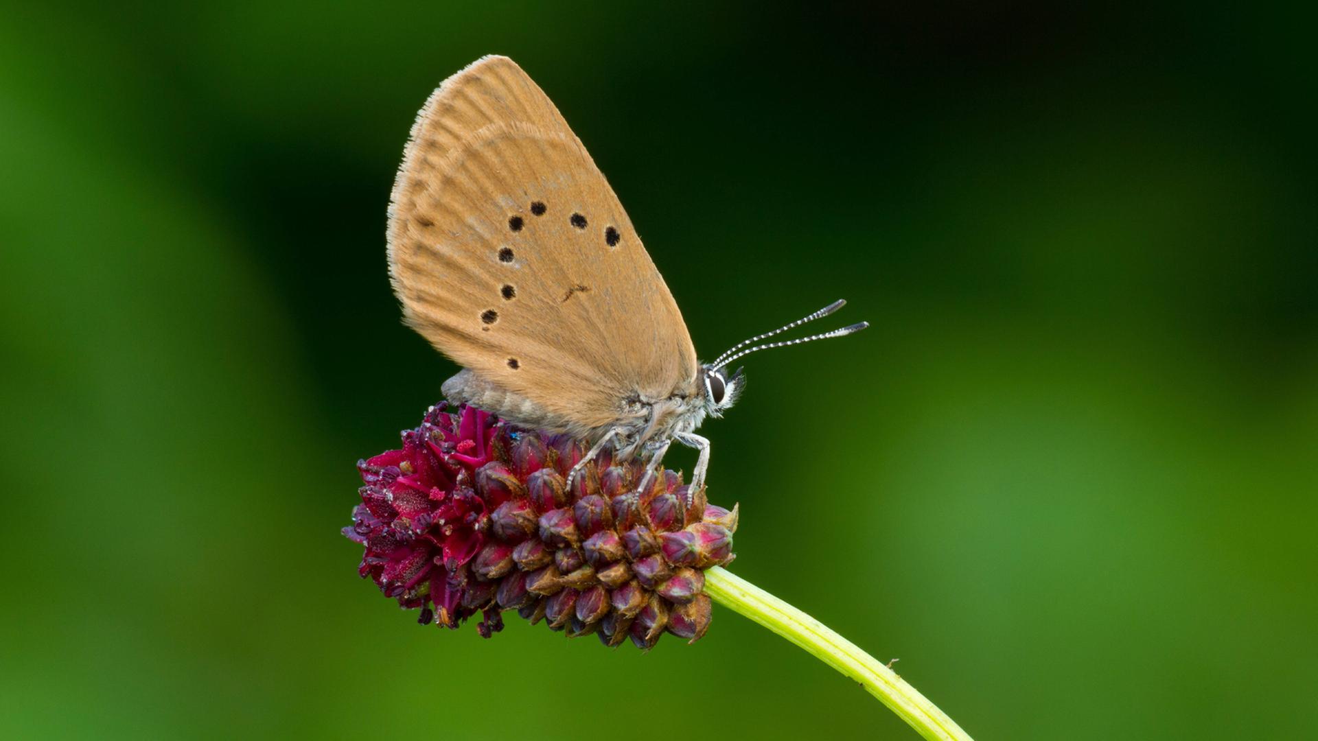 Schwarzblauer Bläuling oder Dunkler Wiesenknopf-Ameisenbläuling auf einer Blüte Schwarzblauer Bläuling oder Dunkler Wiesenknopf-Ameisenbläuling auf einer Blüte