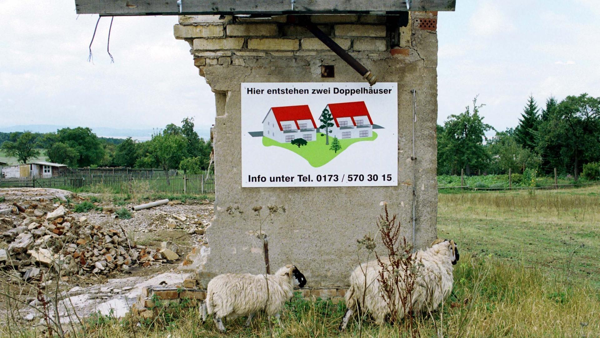Zwei Schafe laufen vor einer Ruine im Dorf Riechheim/Thüringen. Das Werbeschild am Rest des Gebäudes verspricht den Bau von zwei Doppelhäusern im Jahr 2000.