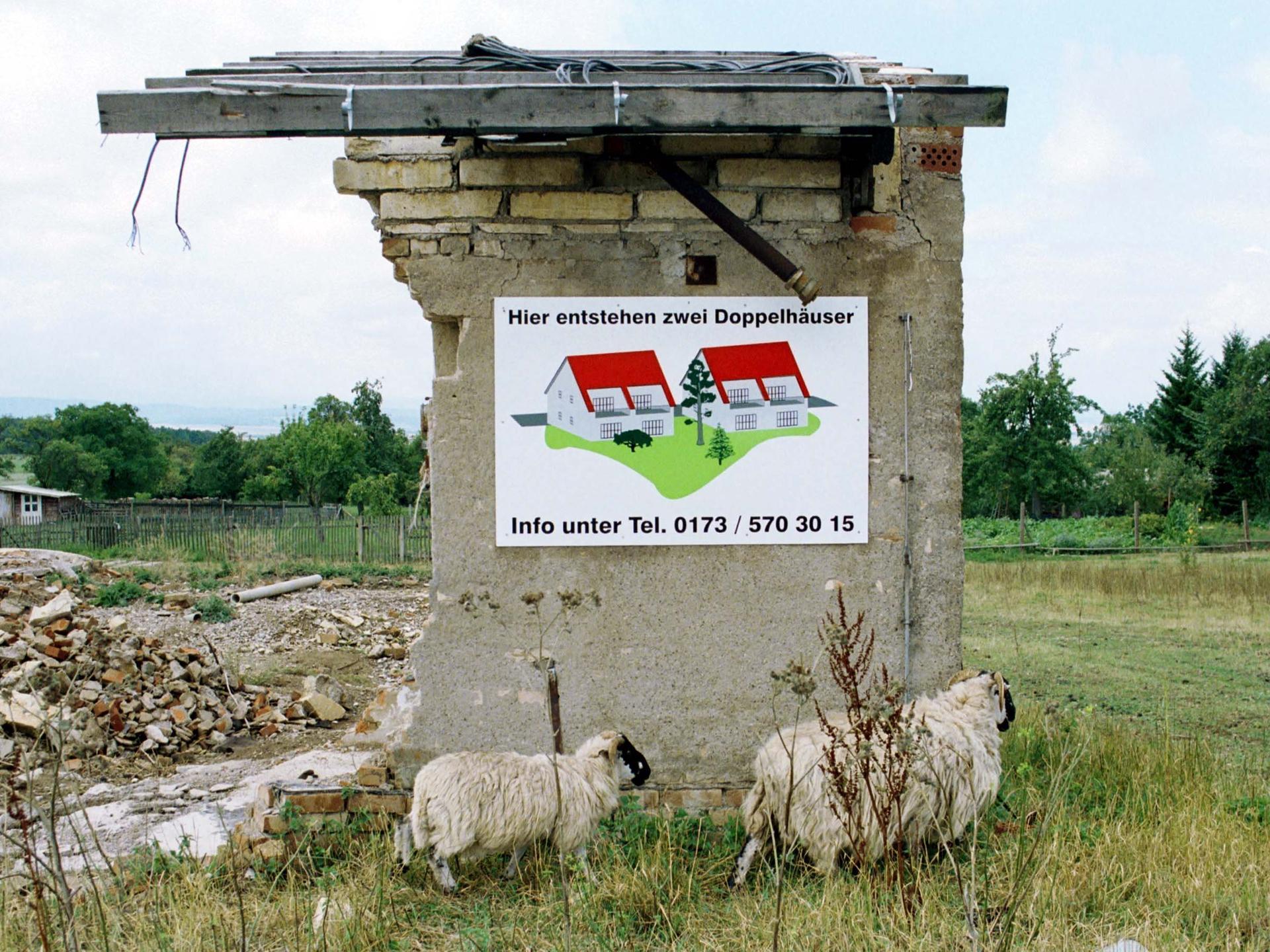 Zwei Schafe laufen vor einer Ruine im Dorf Riechheim/Thüringen. Das Werbeschild am Rest des Gebäudes verspricht den Bau von zwei Doppelhäusern im Jahr 2000.