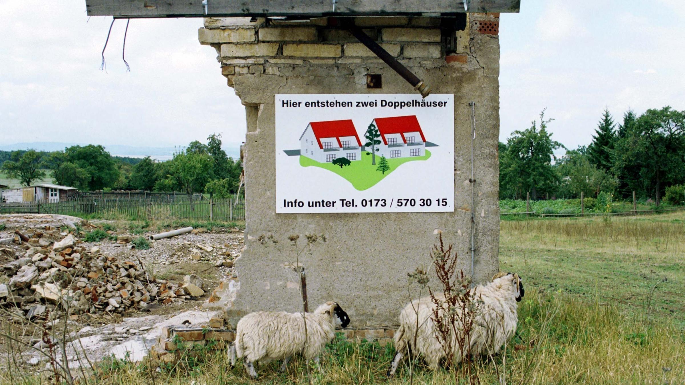 Zwei Schafe laufen vor einer Ruine im Dorf Riechheim/Thüringen. Das Werbeschild am Rest des Gebäudes verspricht den Bau von zwei Doppelhäusern im Jahr 2000. Zwei Schafe laufen vor einer Ruine im Dorf Riechheim/Thüringen. Das Werbeschild am Rest des Gebäudes verspricht den Bau von zwei Doppelhäusern im Jahr 2000.