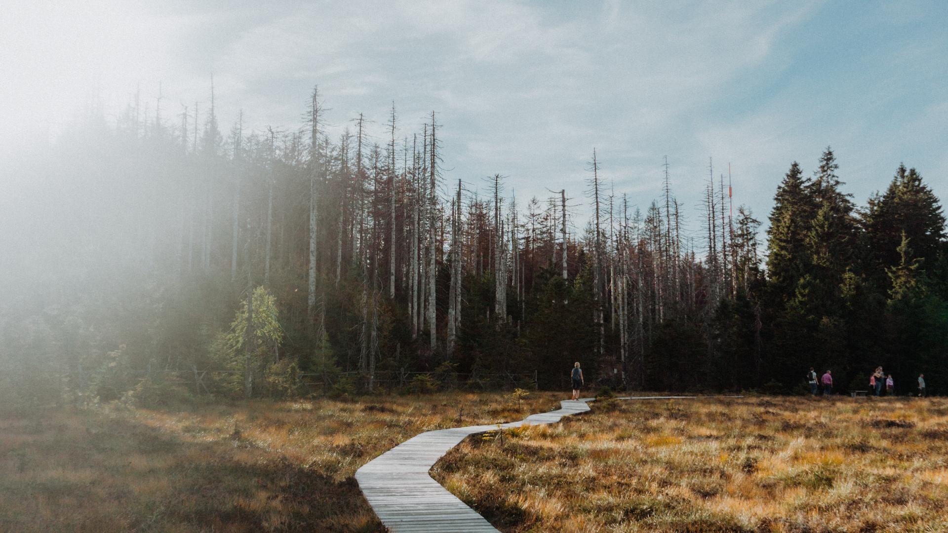 Ein Weg schlängelt sich durch das Torfhausmoor im Harz. Ein Weg schlängelt sich durch das Torfhausmoor im Harz.