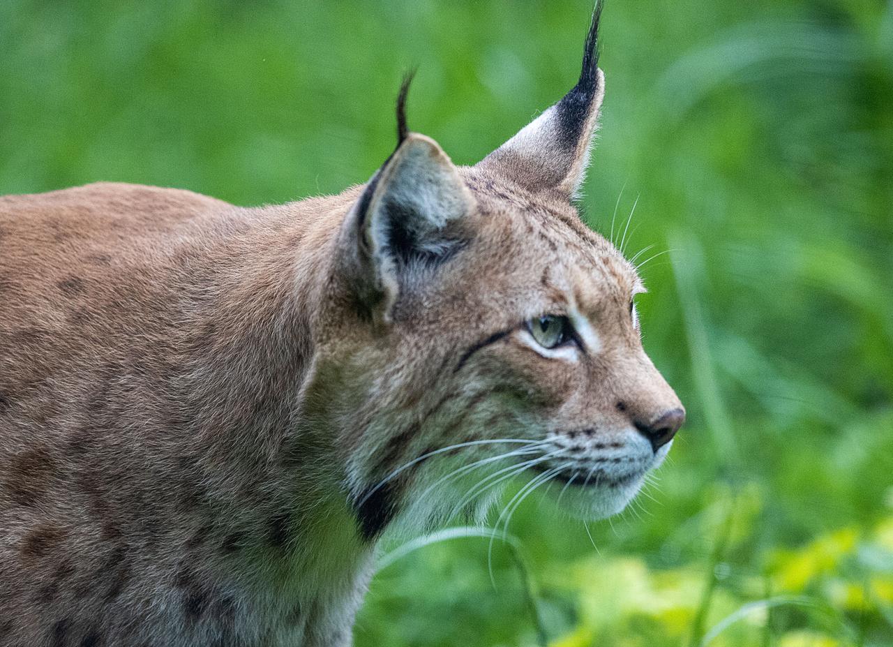 Ein Luchs beobachtet im Tierpark Wismar die Besucher. Ein Luchs beobachtet im Tierpark Wismar die Besucher.