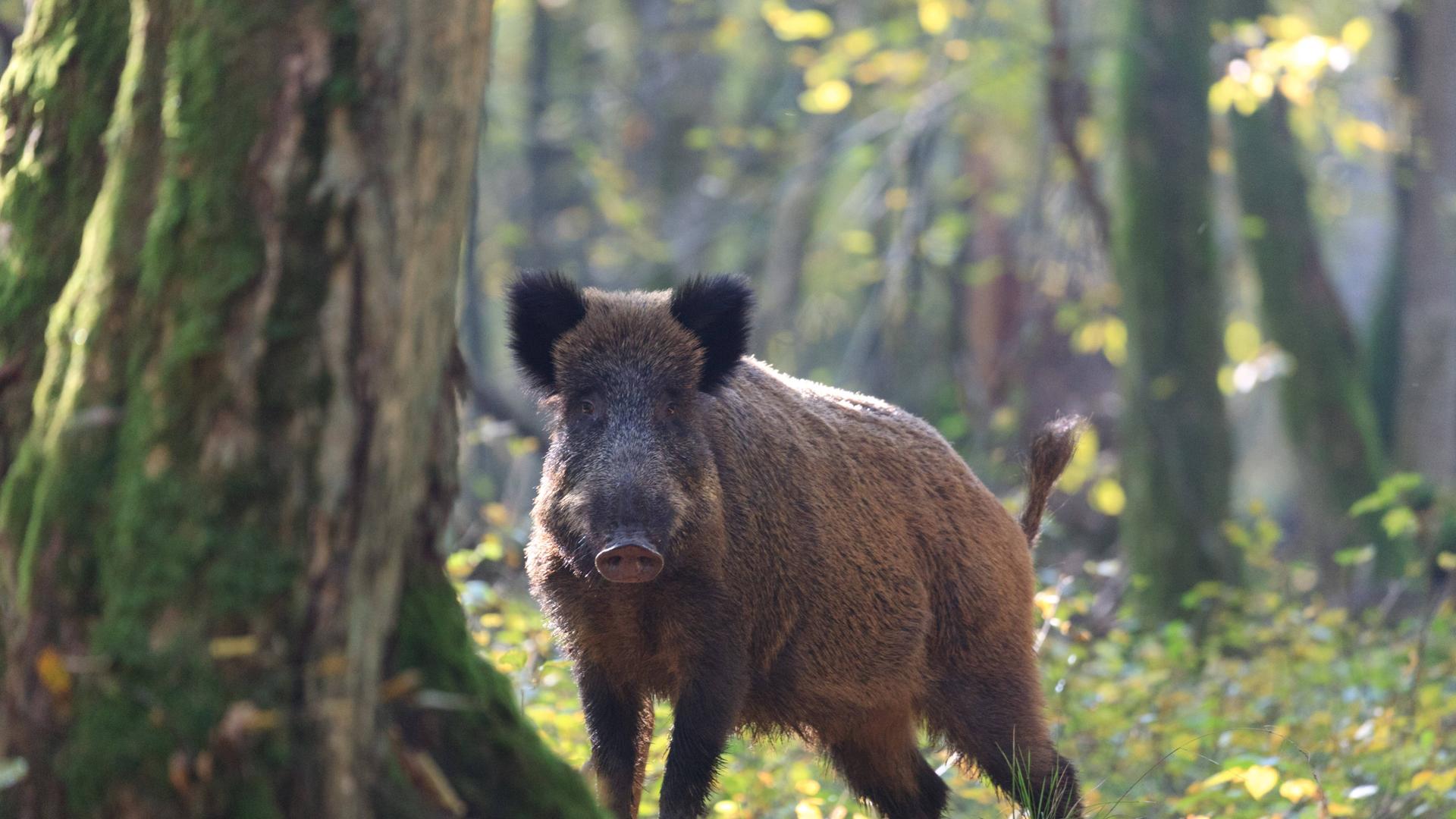 Umweltbelastung Wildschweine sollen giftige Chemikalien entdecken