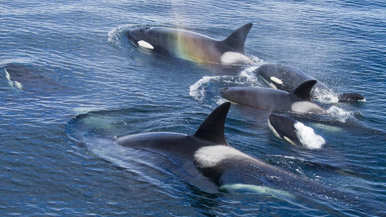 Eine Schwertwal-Gruppe mit Jungtieren schwimmt an der Meeresoberfläche