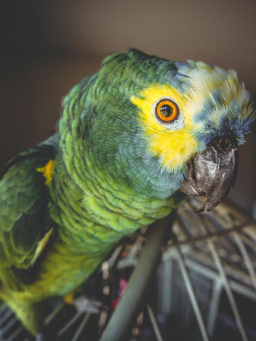 Nahaufnahme (Fischauge) eines Papageis auf einem Käfig stehend. Er ist gründ mit einer gelben Fläche um das Auge herum.