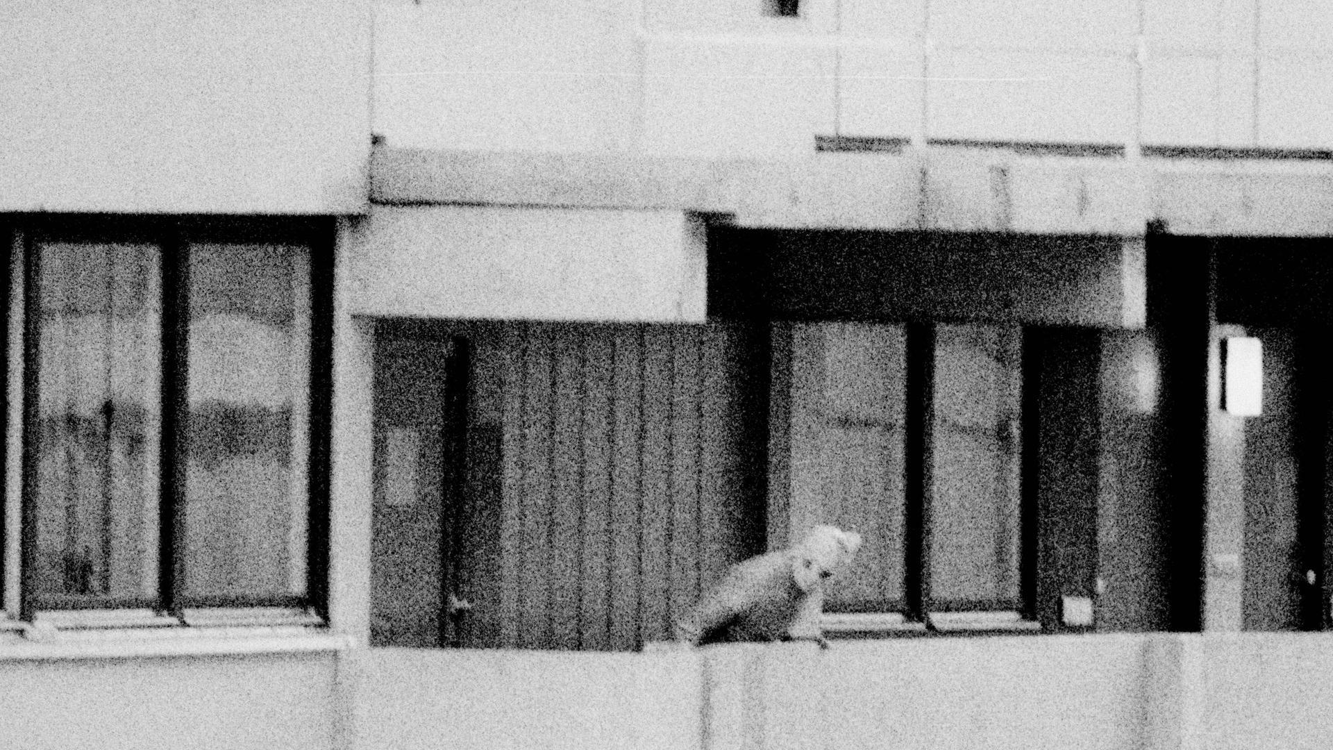 Ein Mann mit Sturmmaske auf dem Balkon im Olympischen Dorf München 1972. Ein Mann mit Sturmmaske auf dem Balkon im Olympischen Dorf München 1972.