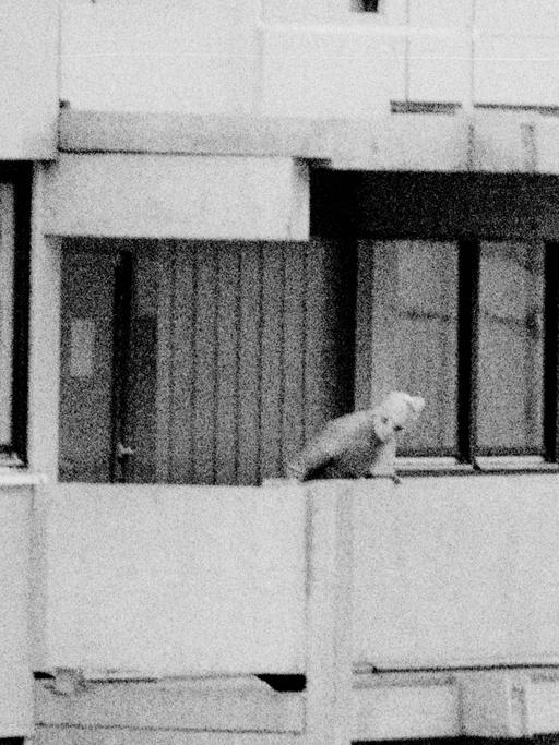 Ein Mann mit Sturmmaske auf dem Balkon im Olympischen Dorf München 1972. 