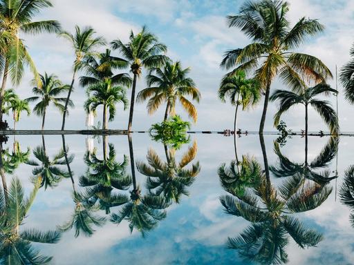 Palmen am Strand spiegeln sich in einer Wasserfläche wider.