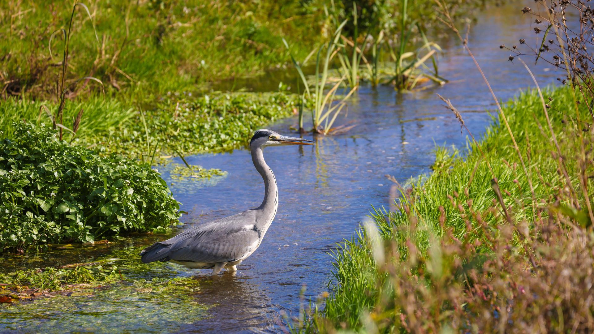 Ein Graureiher, auch Fischreiher genannt, sthet an der renaturierten Boye im Wasser. Der Nebenfluss der Emscher, wurde zum naturnahem Gewaesser umgestaltet. Ein Graureiher, auch Fischreiher genannt, sthet an der renaturierten Boye im Wasser. Der Nebenfluss der Emscher, wurde zum naturnahem Gewaesser umgestaltet.