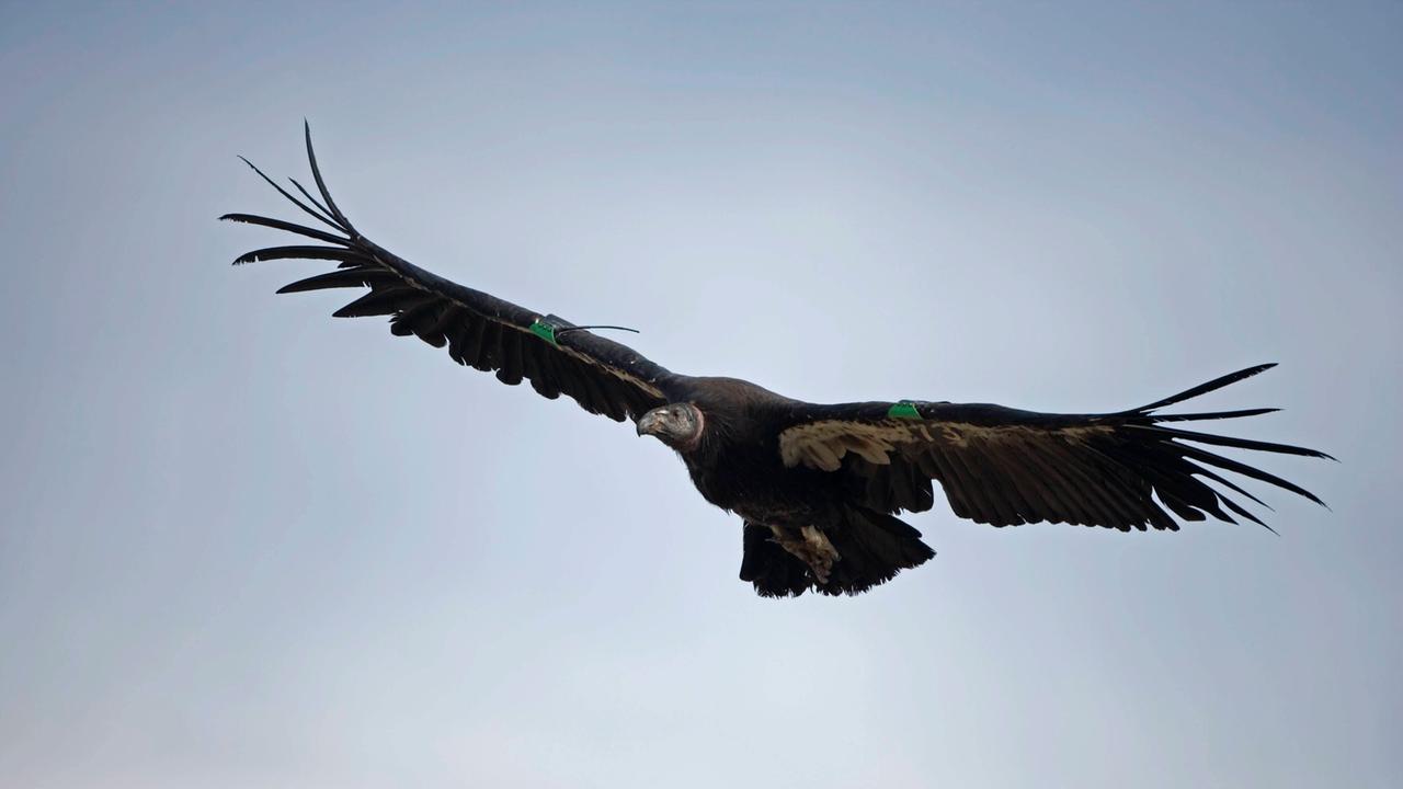 Ein kalifornischer Kondor fliegt am Himmel.