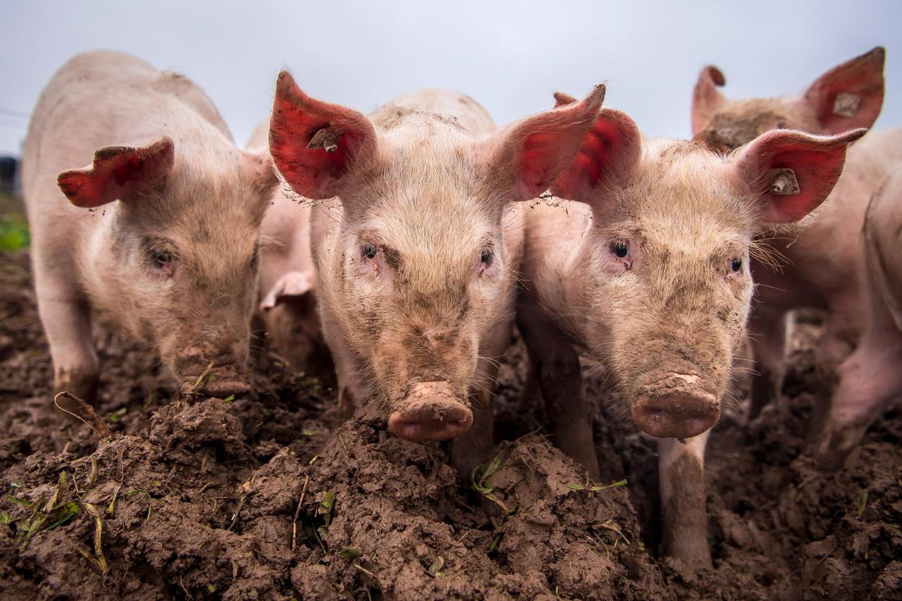 Schweine in einem Freigehege. 
