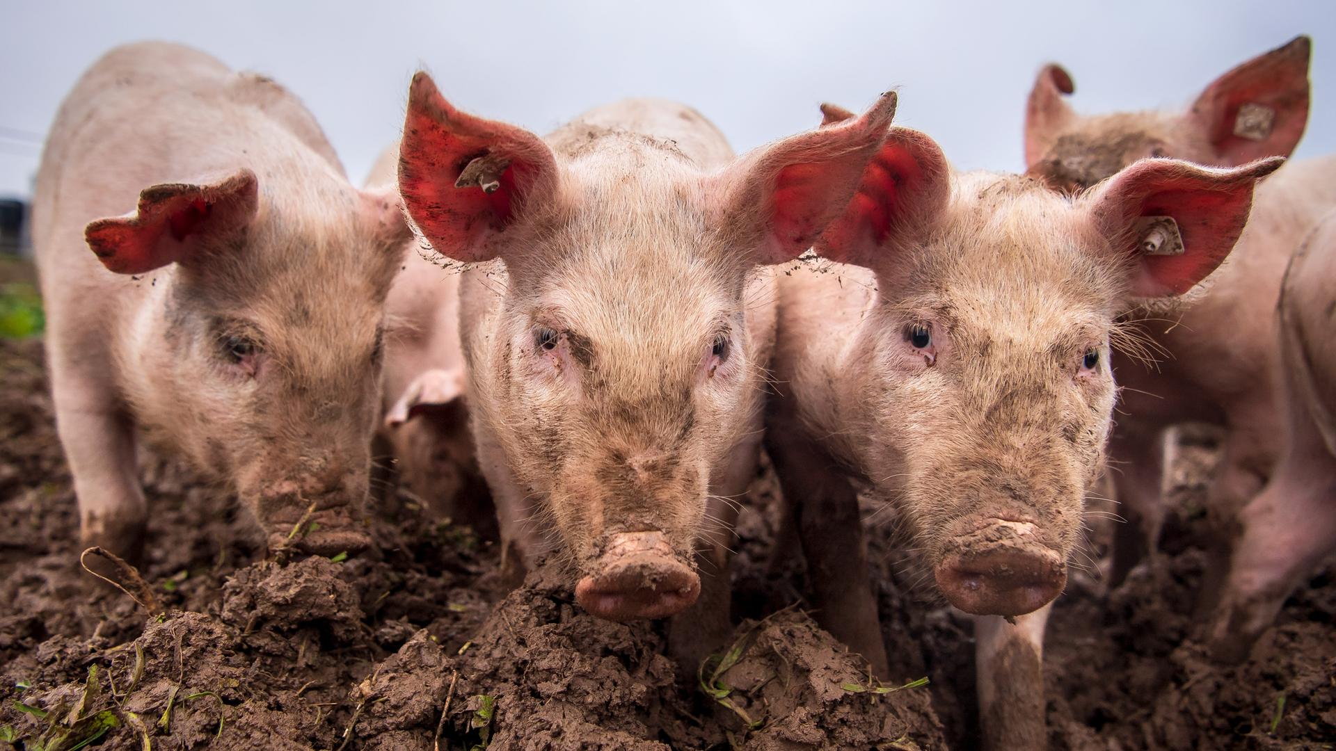 Das Foto zeigt Schweine draußen. Das Foto zeigt Schweine draußen.
