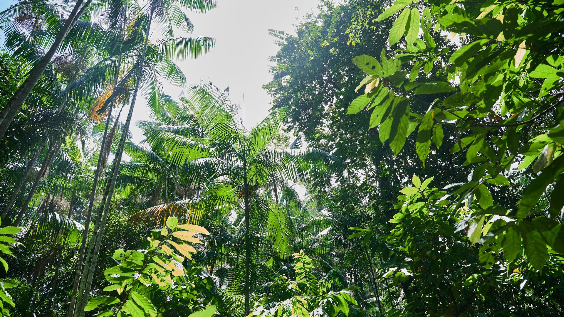 Bericht - Tropischer Urwald von Fläche der Schweiz in 2022 zerstört