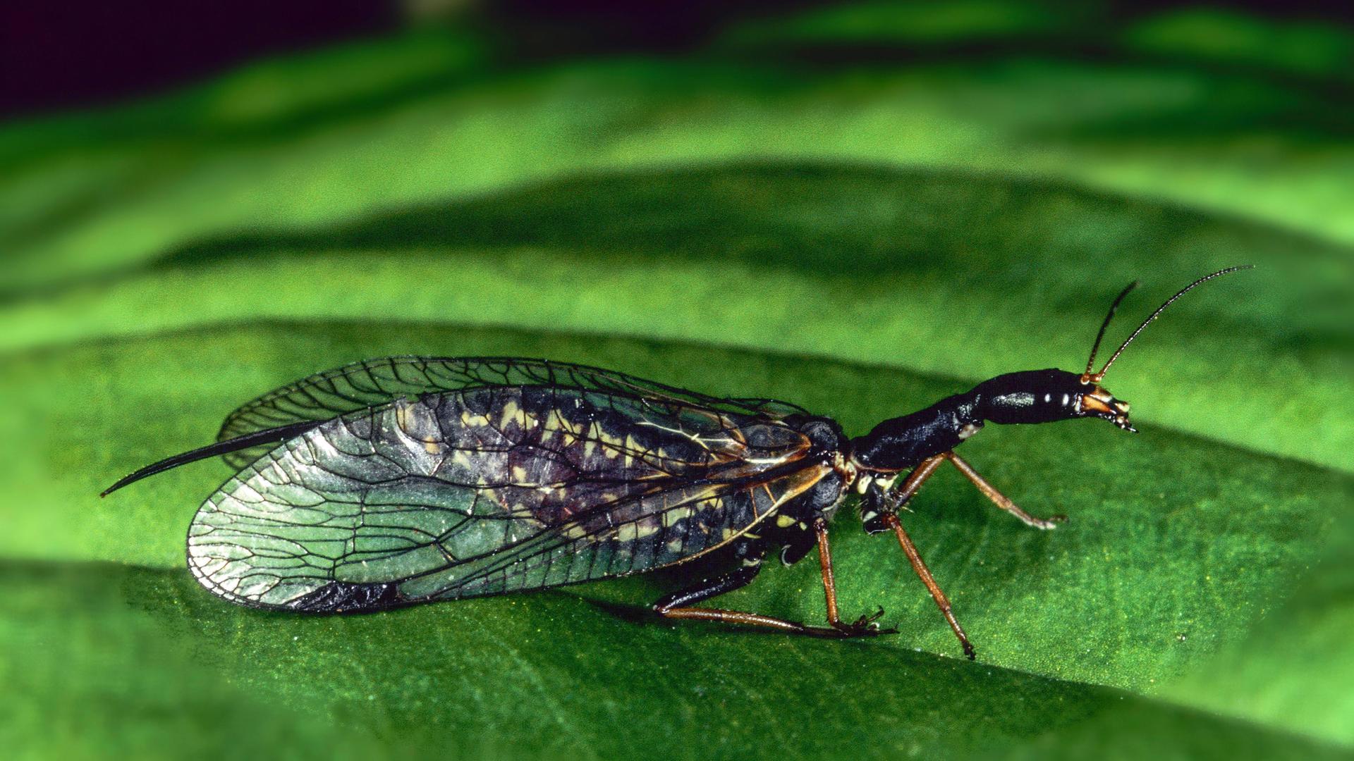 Eine Kamelhalsfliege sitzt auf einem Blatt. Eine Kamelhalsfliege sitzt auf einem Blatt.