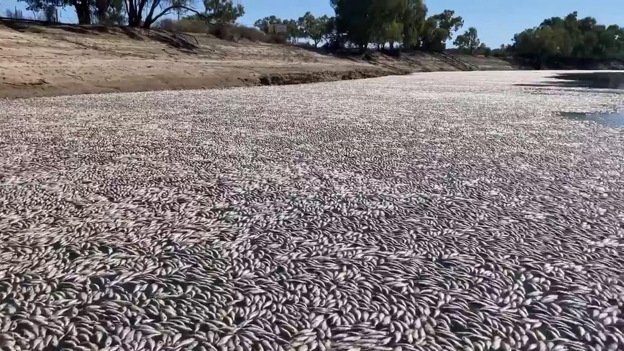 Tote Fische bilden einen Teppich auf dem Darling River in Australien. Tote Fische bilden einen Teppich auf dem Darling River in Australien.