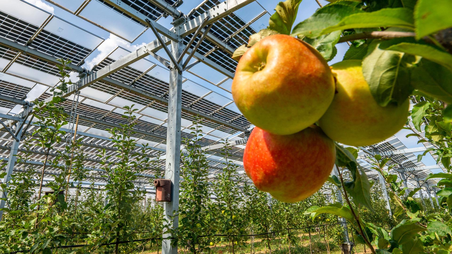 Äpfel wachsen in einer Agri-Photovoltaik Test-Anlage, die als Apfelbaumplantage angelegt ist. 