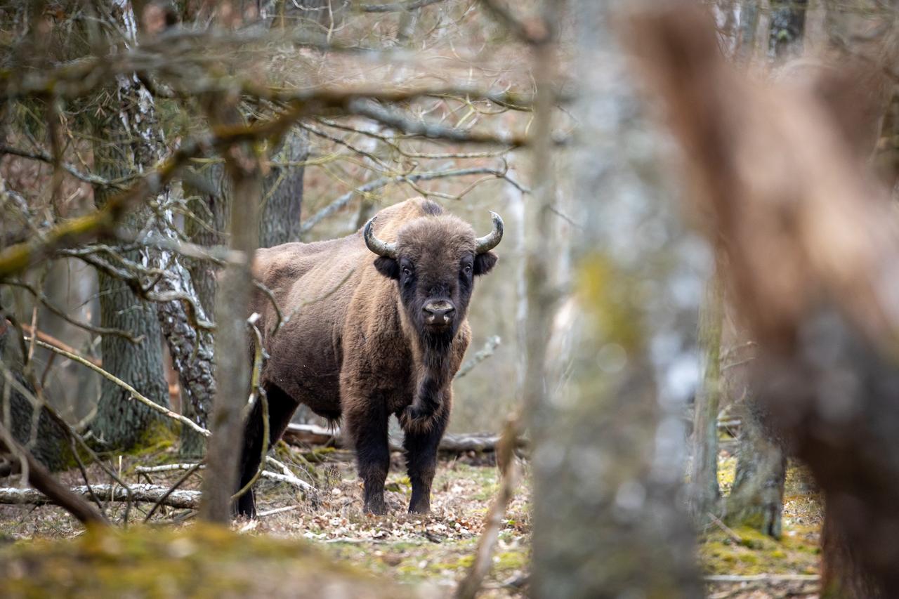 Wisent - Döberitzer Heide Wisent - Döberitzer Heide