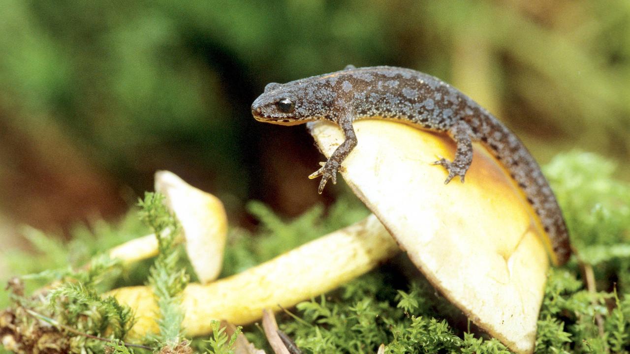Bergmolch (Triturus alpestris) auf einem Pilz Bergmolch (Triturus alpestris) auf einem Pilz