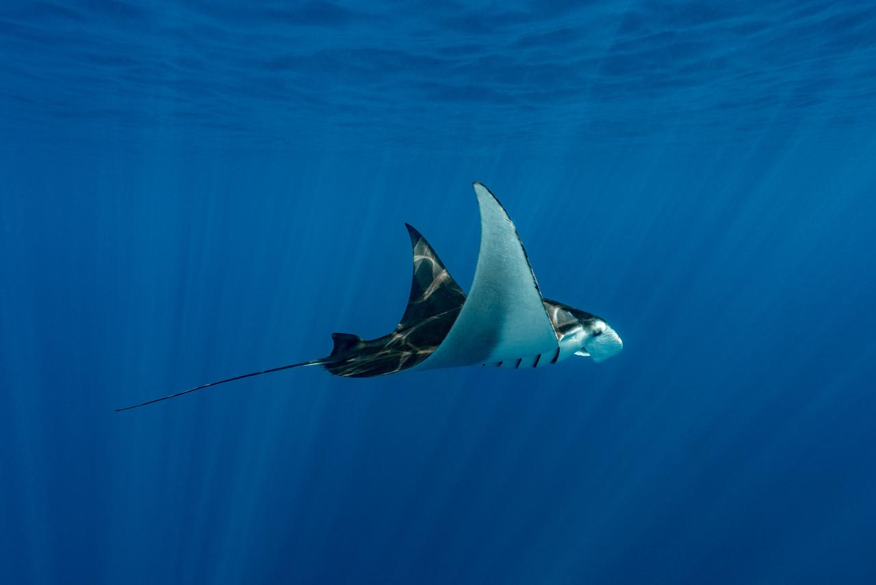 Ein Mantarochen schwimmt mit breit ausgebreiteten Flügeln im indischen Ozean. 