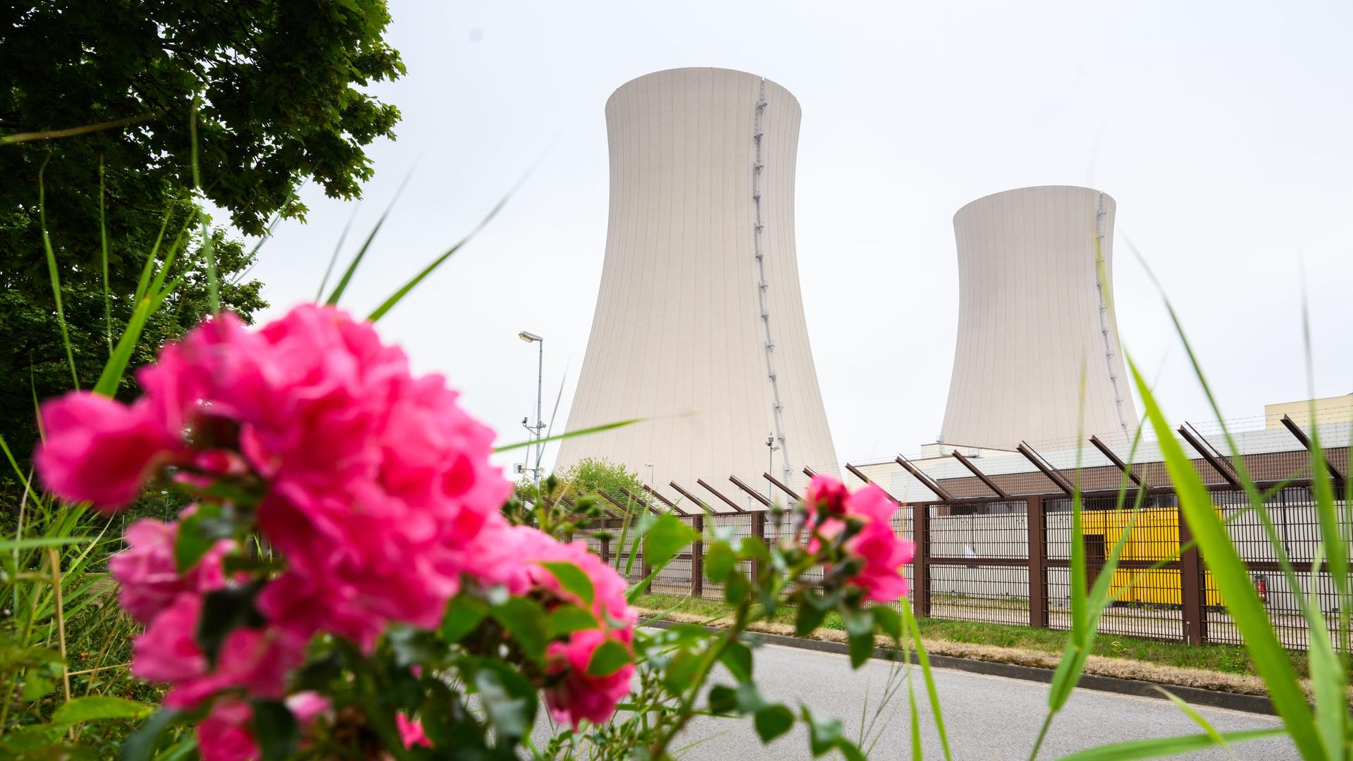 Rosen wachsen am stillgelegten Atomkraftwerk Grohnde. CDU und FDP werben sowohl auf Bundes- als auch auf Landesebene in Niedersachsen für eine weitere Nutzung der Atomkraft. SPD und Grüne in Niedersachsen warnen davor, den Atomausstieg grundsätzlich in Frage zu stellen. Experten gehen davon aus, dass die drei Ende 2021 abgeschalteten Atommeiler - zu denen auch das AKW Grohnde gehört - innerhalb von Monaten wieder in Betrieb gehen könnten.